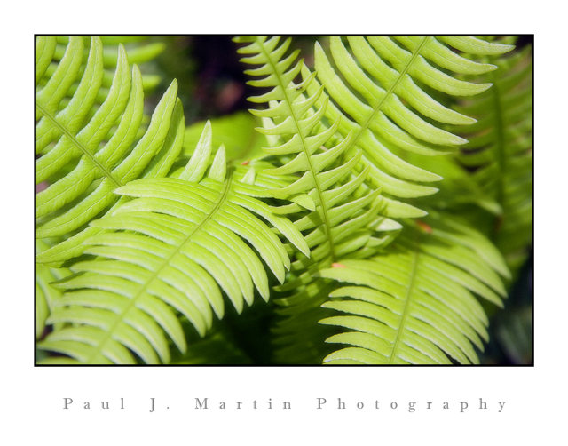ferns 2