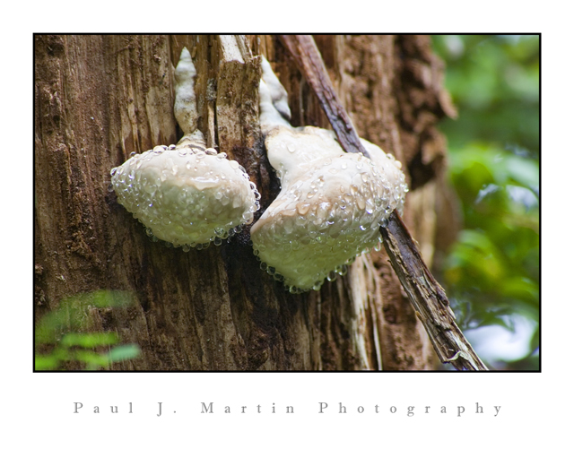 fungus