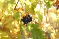 Grapes.JPG