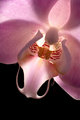 Phalaenopsis Orchid