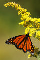 Monarch