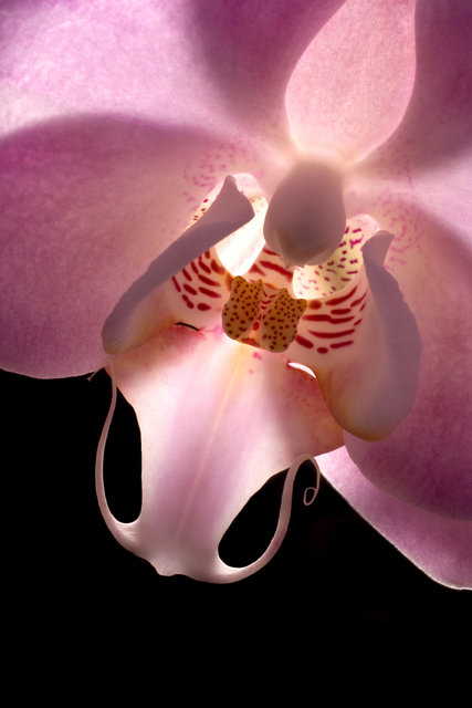 Phalaenopsis Orchid