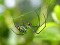Orchard Orbweaver
