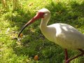 Ibis