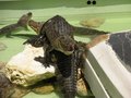 Gators
