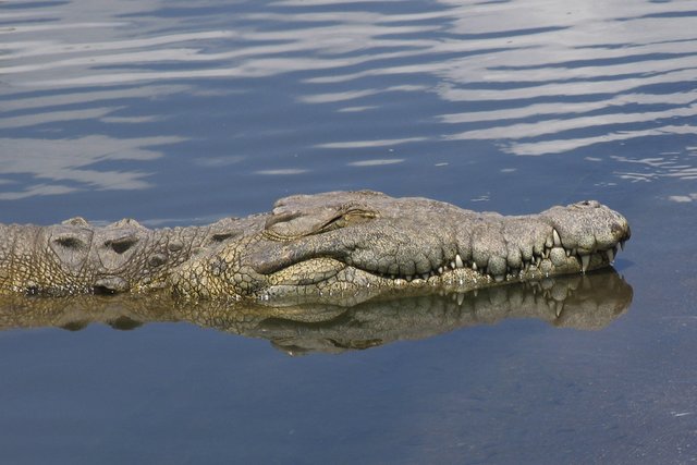 Smug Reflection