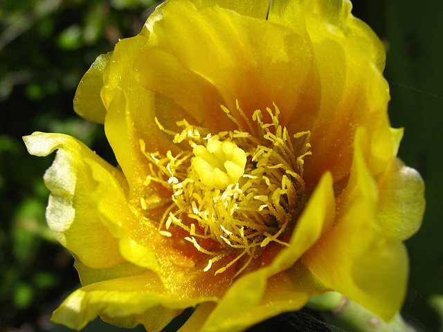 Desert Blush