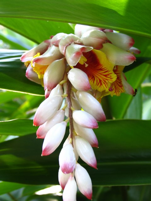 Ginger II
