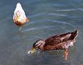 Duckies