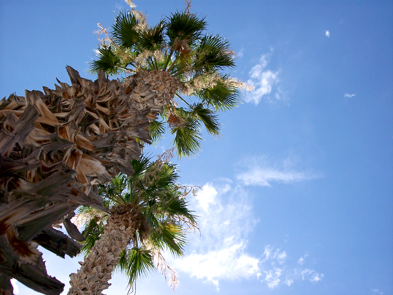 Palms from beneath