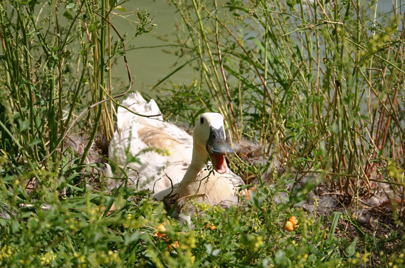 Momma Duck