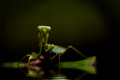 Mantis2592draganflood.jpg