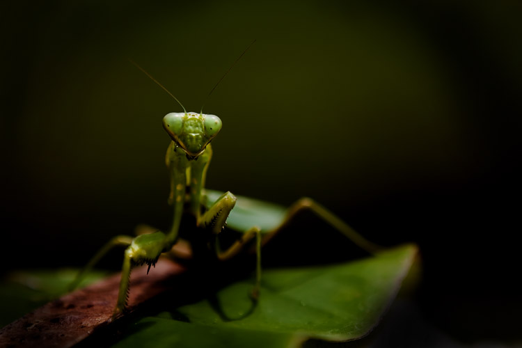 Praying Mantis