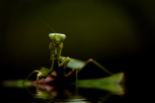 Mantis2592draganflood.jpg