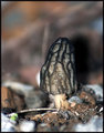 Morel Mushrooms
