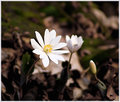 Blood Root flowers