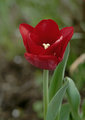 Red Tulip