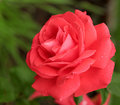 Coral Splash