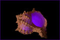 Virulence in Purple
