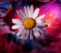 TyeDye Daisy