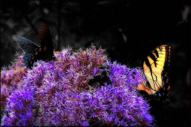 Mystical Butterflys
