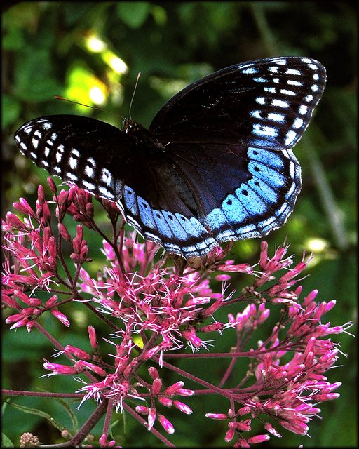 Butterfly Beauty
