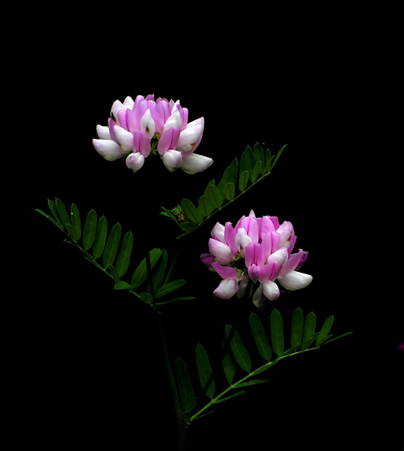 Soapwort Flower