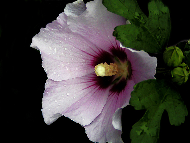Hibiscus Blush