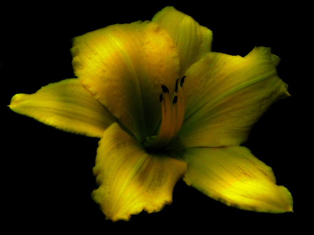 A flower for joey