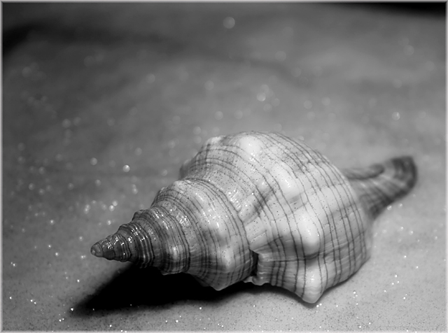 Oceans Delight