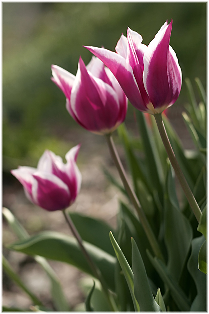 'Dr James Parkinson'  Tulip