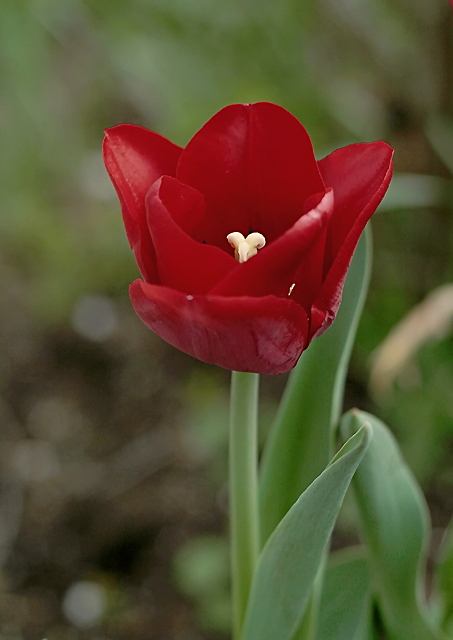 Red Tulip