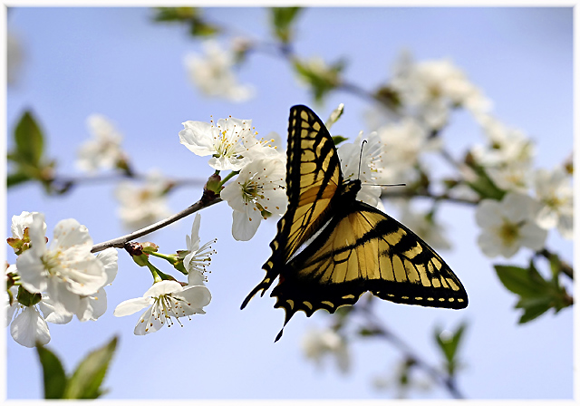 Dance of the Butterfly