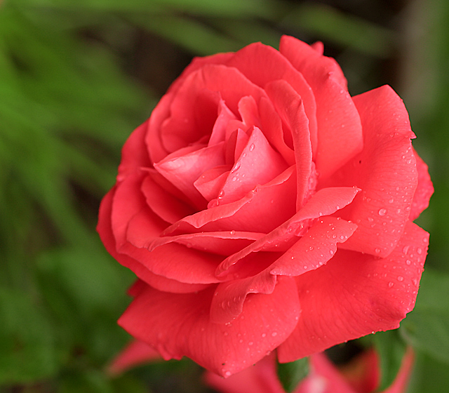 Coral Splash