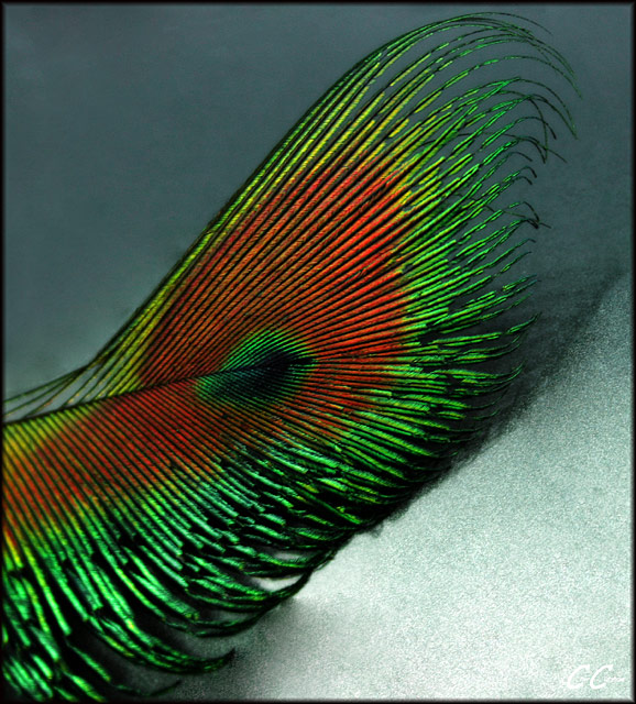 Folds of Time