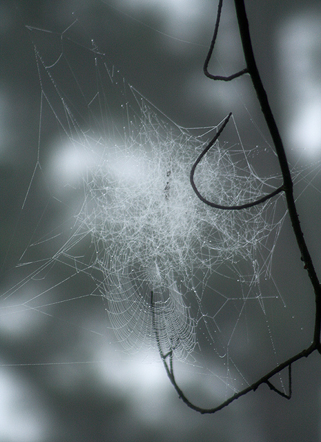 Home in the Mist