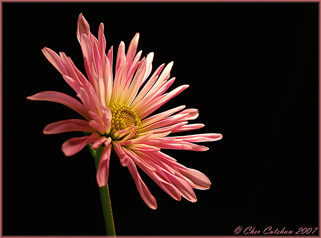 Splash of Pink