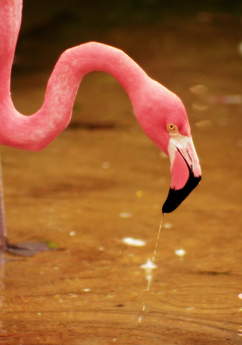 Thirsty