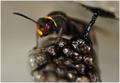 Red Eyed Wasp