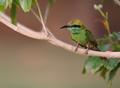 Tiny Green Bird on Branch