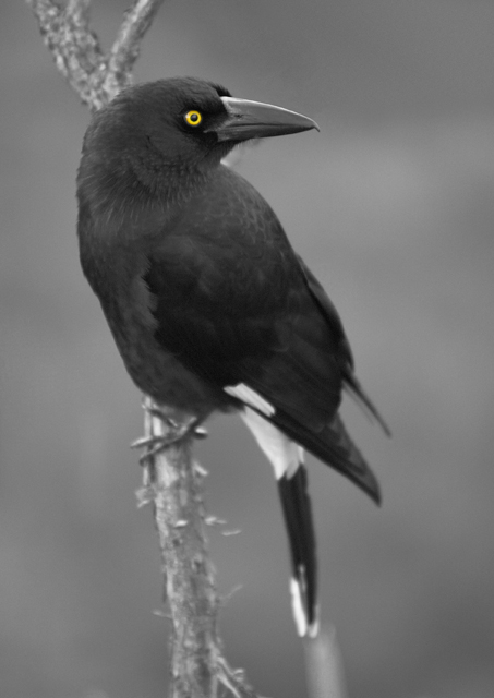 Yellow Eye