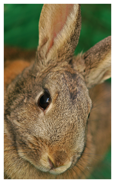 Bunny Portrait