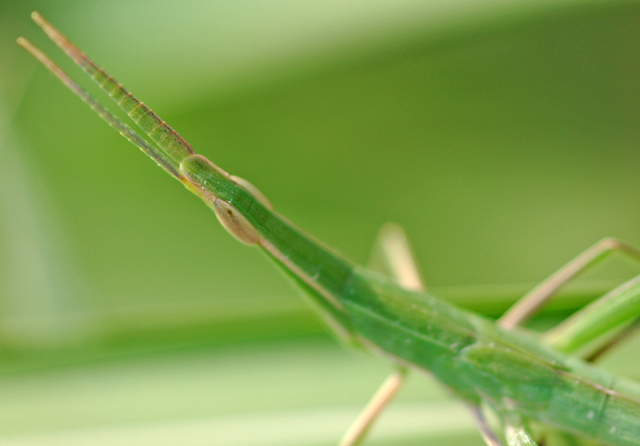 Green Grasshopper