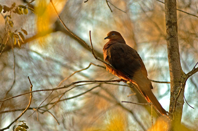 Brown Dove at Sunset