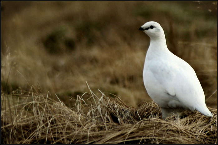 Ptarmigan (Lagopus muta)