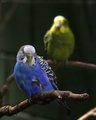 Pair of Parakeets