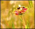 Busy Bee