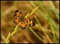 Monochromatic Butterfly