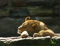 Nap Time