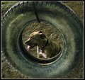 Tiger and the Tireswing